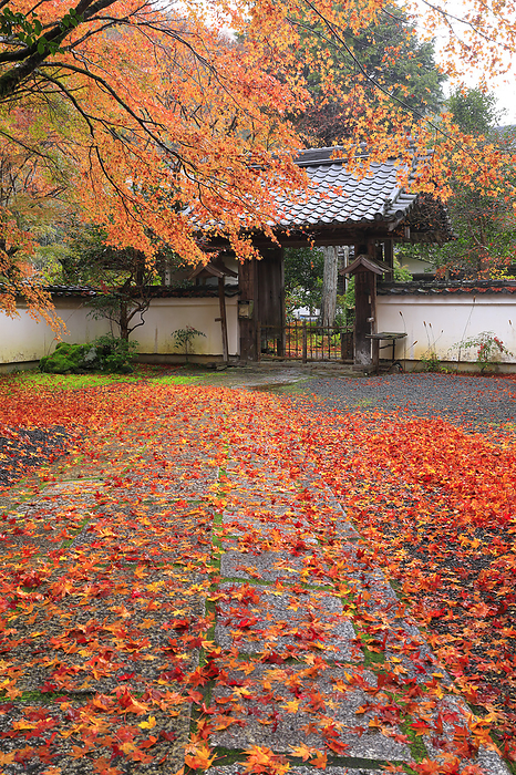 Approach to Ginsyouji Temple and gate of the temple with scattered autumn leaves Kyoto Pref.