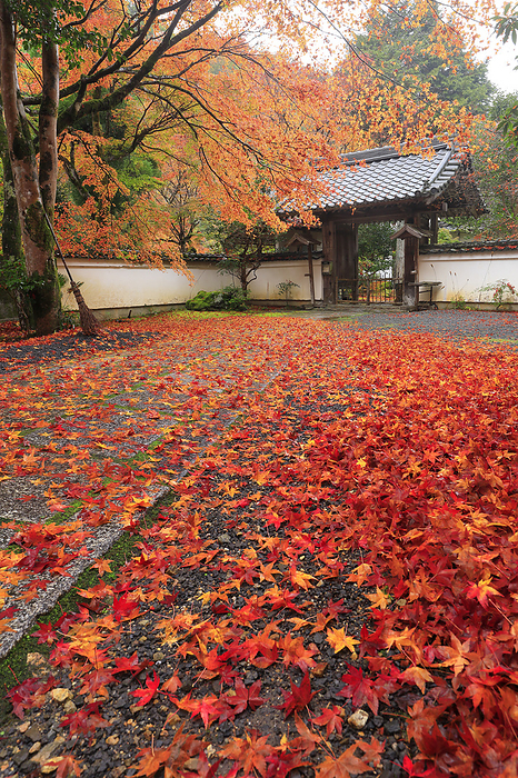 Approach to Ginsyouji Temple and gate of the temple with scattered autumn leaves Kyoto Pref.