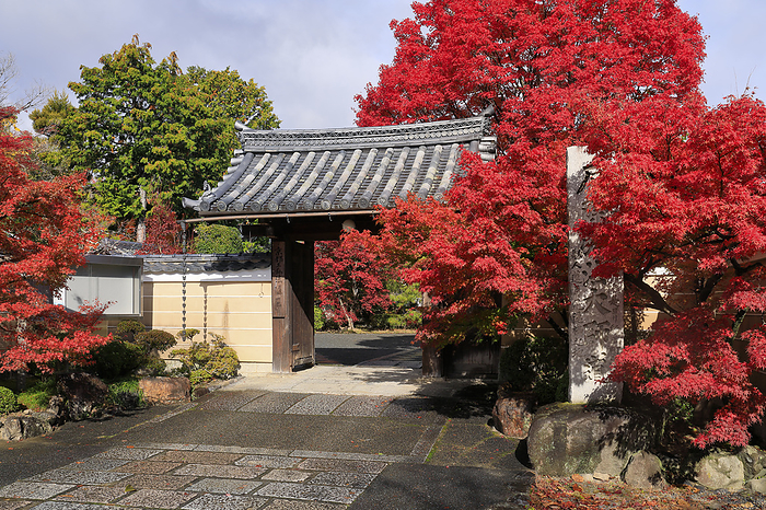 Shinkoin Temple, approach and gate with autumn leaves in the morning sunlight, Kyoto Pref.