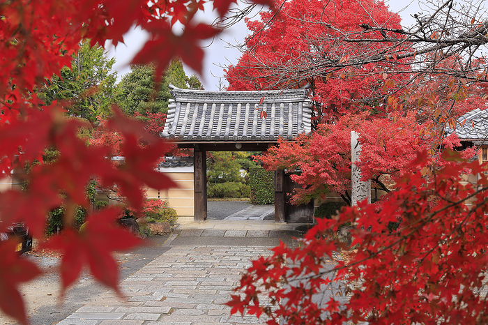 Shinkoin Temple, Kyoto Pref.