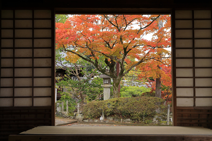 Autumn leaves in the precincts of Shinkoin Temple seen through Rengetsu-an (Lotus Hermitage), Kyoto Pref.