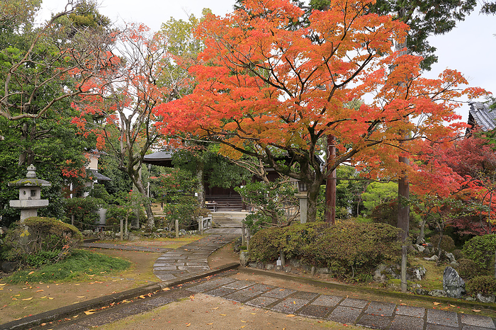 Approach and main hall of Shinkoin Temple in autumn foliage, Kyoto Pref.