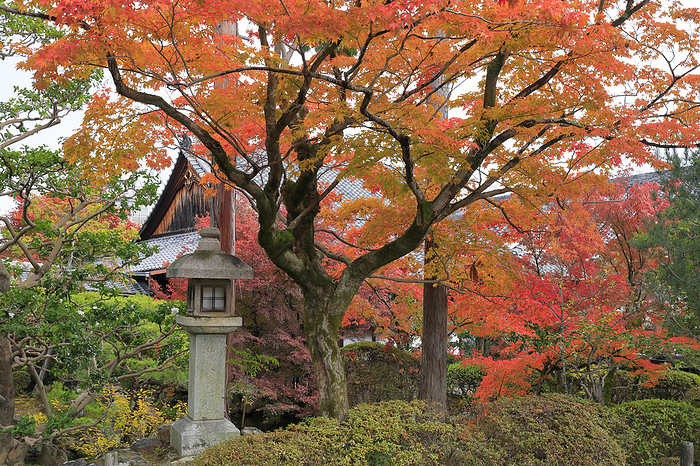 Approach to Shinkoin Temple and the Kori (storehouse) in the autumn foliage Kyoto Pref.