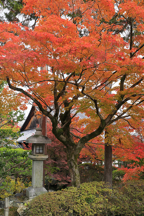Approach to Shinkoin Temple and the Kori (storehouse) in the autumn foliage Kyoto Pref.