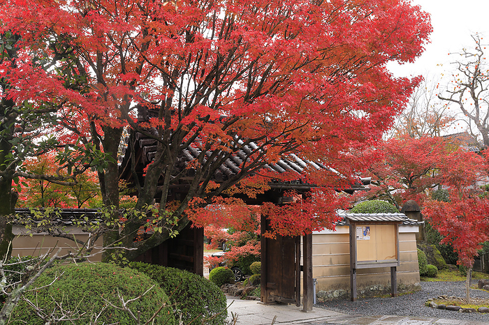 Shinkoin Temple, Kyoto Pref.
