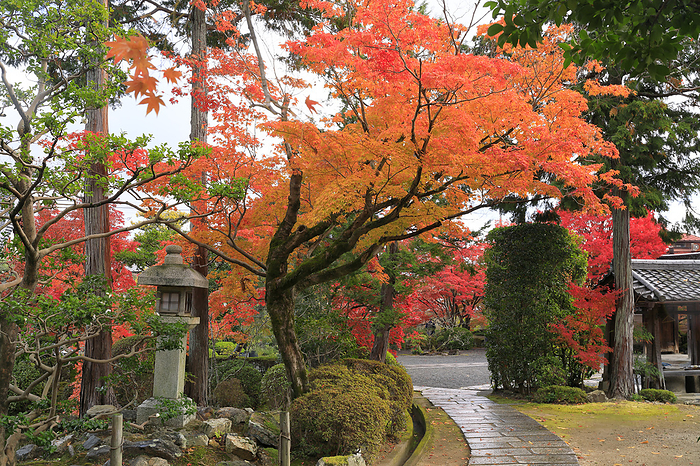 Autumn leaves on approach to Shinkoin Temple, Kyoto Pref.