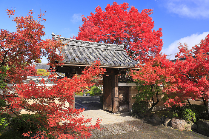 Approach and gate of Shinkoin Temple in autumn foliage Kyoto Pref.