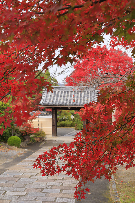 Approach and gate of Shinkoin Temple in autumn foliage Kyoto Pref.