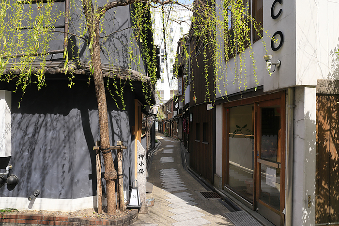 Yanagi-koji Street with budding willows, Kyoto Pref.