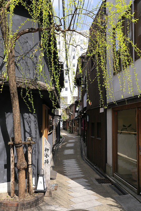 Yanagi-koji Street with budding willows, Kyoto Pref.