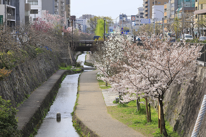 Cherry Blossom Blossoming Horikawa Walkway Kyoto Pref. Hori River and promenade for fire extinguishing and domestic use in case of disaster