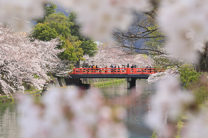 Cherry blossoms along Okazaki Sosui and Keiryu Bridge Kyoto
