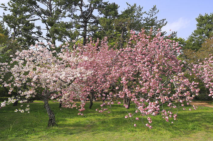 Double-flowered Cherry Blossoms in Kyoto Gyoen Kyoto Prefecture