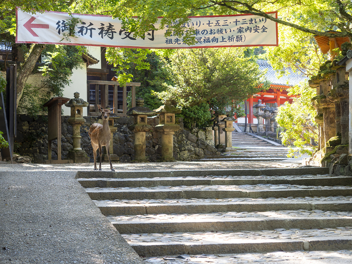 Approach leading to Kasuga-taisha Shrine and deer