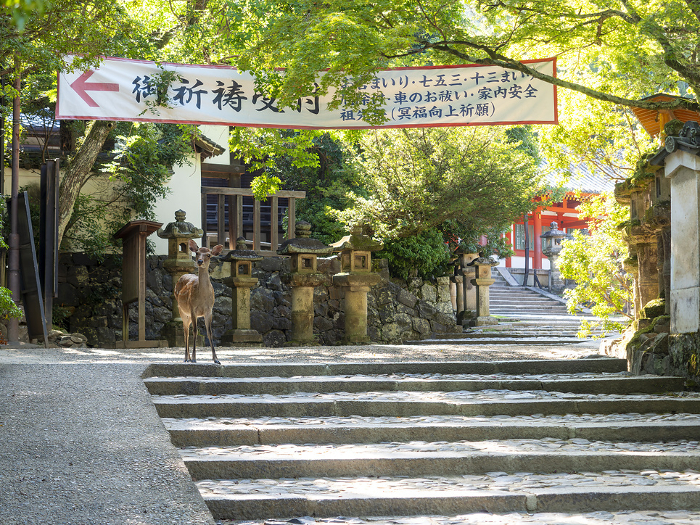 Approach leading to Kasuga-taisha Shrine and deer