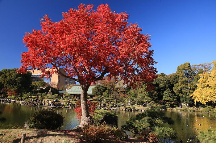 Maple leaves Tokyo