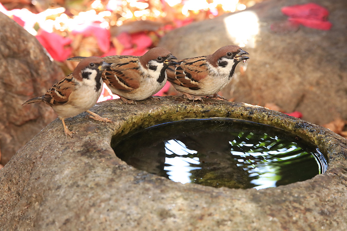 Sparrow, Saitama Prefecture