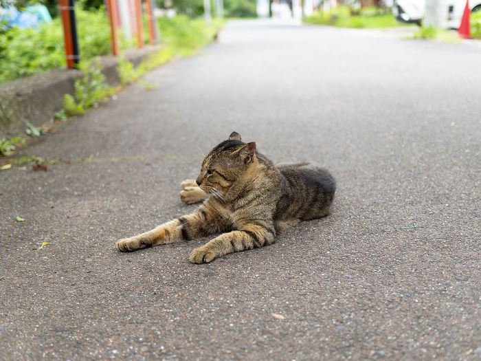 Local cat resting on the approach to a temple