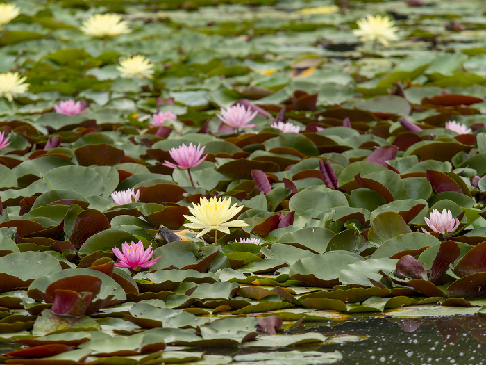 Scenery of pond with water lilies in bloom