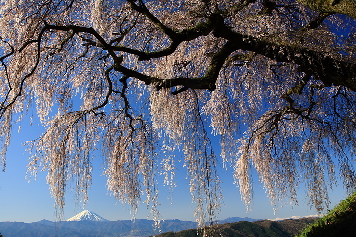 Otogatsuma's weeping cherry and Mt.