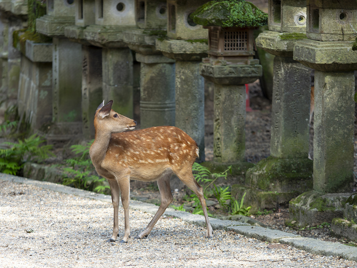 Stone lanterns and deer on the approach to Kasuga-taisha Shrine