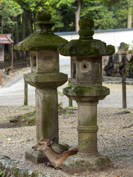Stone lanterns and deer on the approach to Kasuga-taisha Shrine