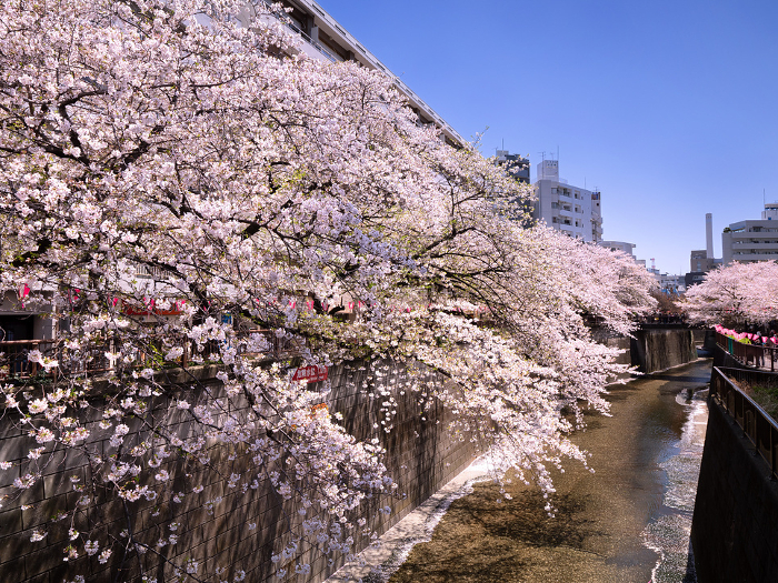 Meguro River lined with cherry trees Nakameguro, Tokyo