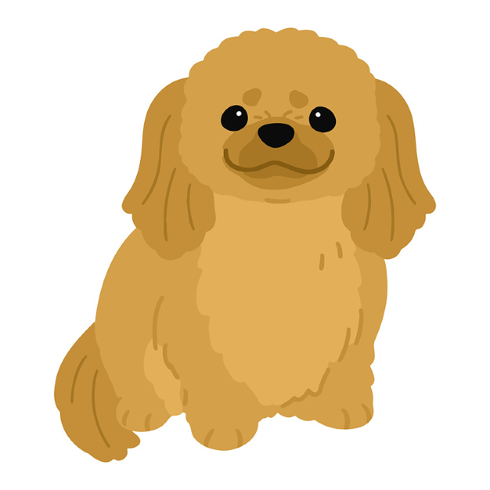 Clip art of simple and cute Pekinese sitting facing front No main line