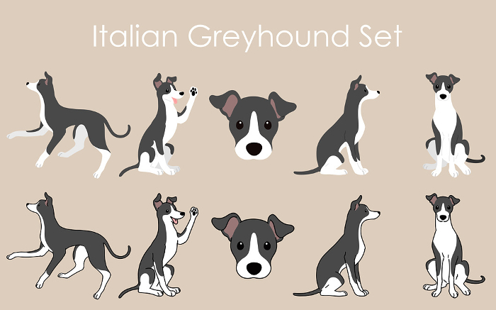 Clip art set of simple and cute Italian greyhound