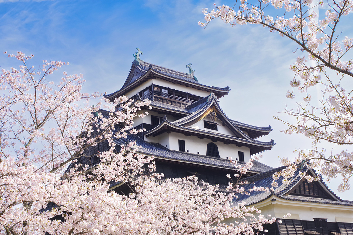 Matsue Castle in spring
