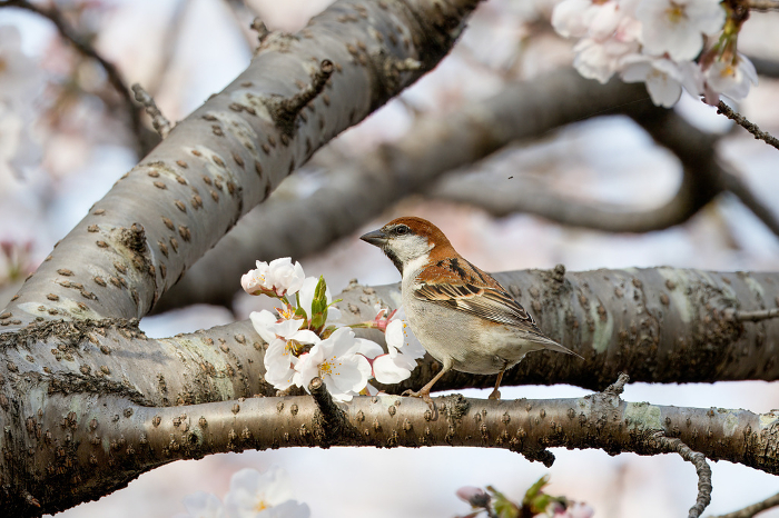 New Zealand sparrow when perched on a cherry tree