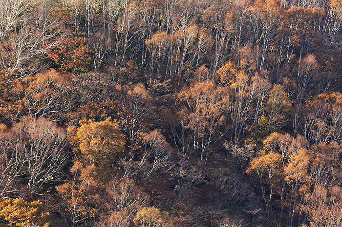 Autumn leaves along the Venus Line Chowa Town, Nagano Prefecture