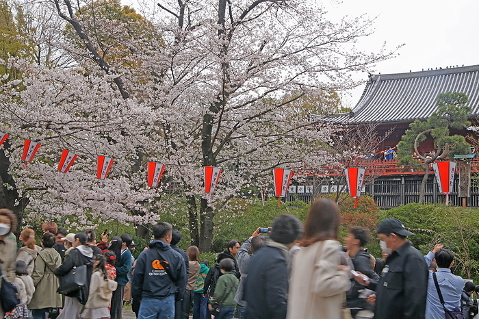Cherry blossoms in Ueno Park, in front of Shimizu Kannondo Hall, Taito Ward, Tokyo