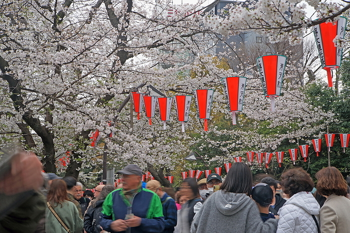 Row of cherry trees in Ueno Park Taito City, Tokyo