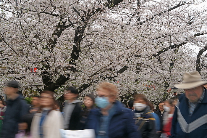 Row of cherry trees in Ueno Park Taito City, Tokyo