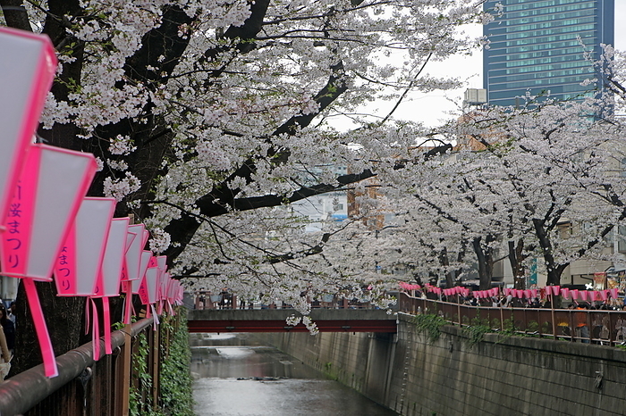 Cherry blossoms on Meguro River near Nakameguro Station, Tokyo