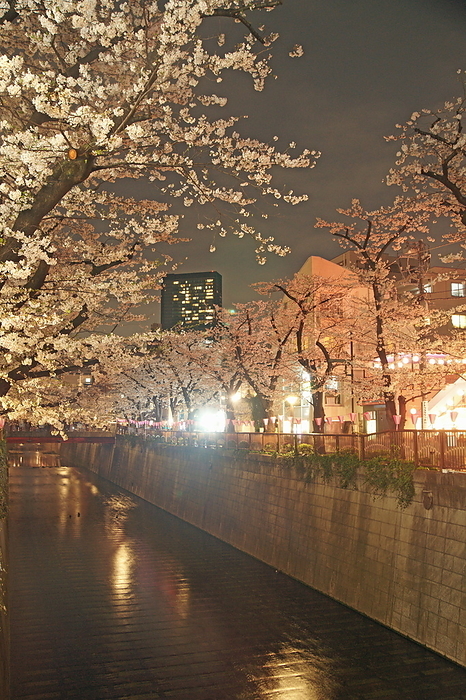 Cherry blossoms at night on Meguro River near Nakameguro Station, Tokyo