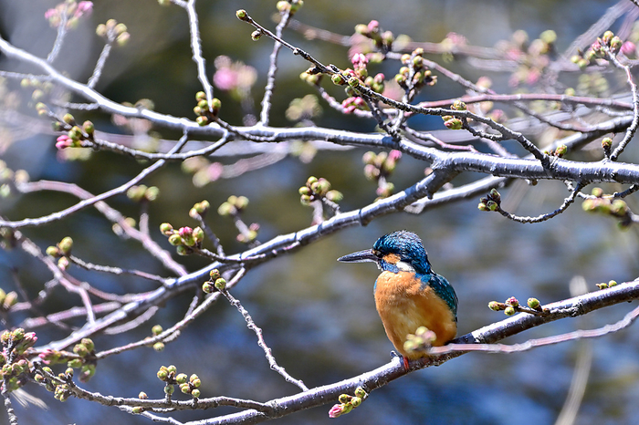 A kingfisher perched on a budding cherry branch
