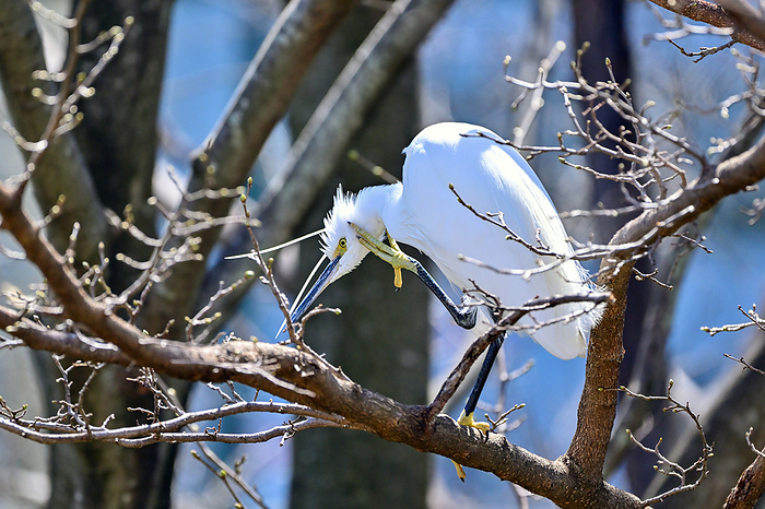 Little egret resting on a tree