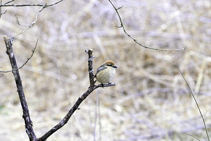 Shrike perched on a dead branch