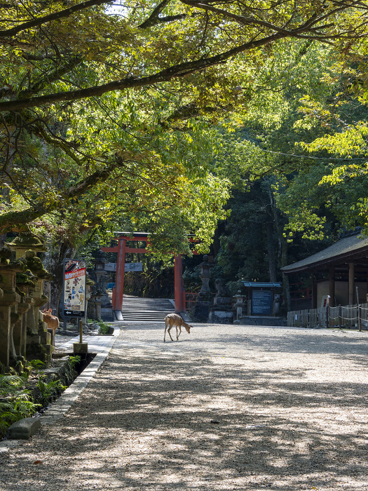 Deer on the approach to Kasuga-taisha Shrine