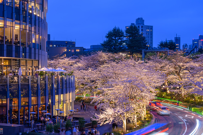 Tokyo Midtown Cherry Blossom Light-up Tokyo