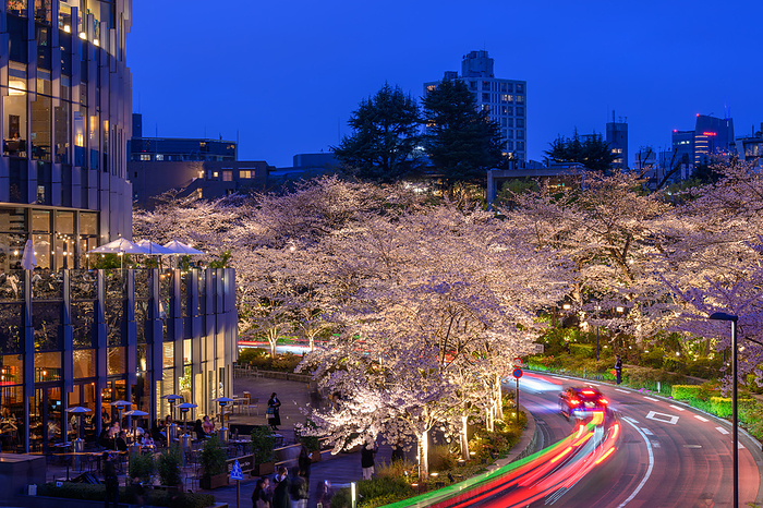 Tokyo Midtown Cherry Blossom Light-up Tokyo