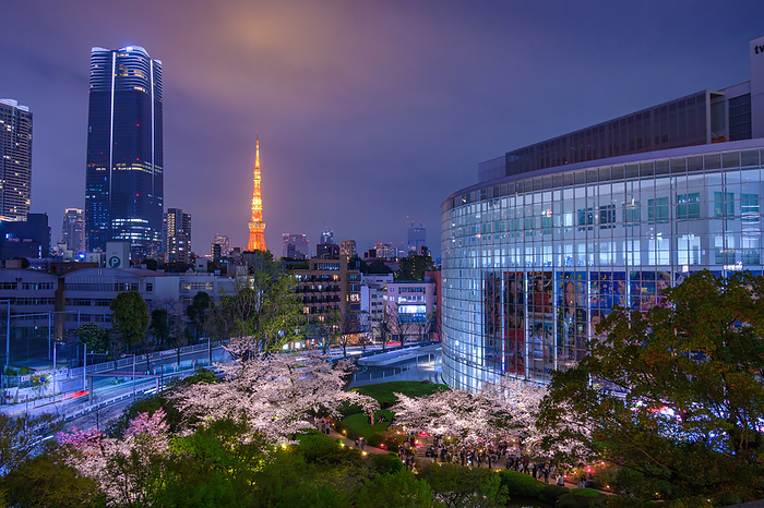 Cherry blossoms in Mori Garden and Tokyo Tower, Tokyo