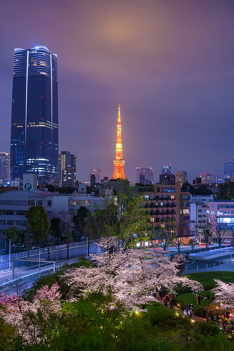 Cherry blossoms in Mori Garden and Tokyo Tower, Tokyo