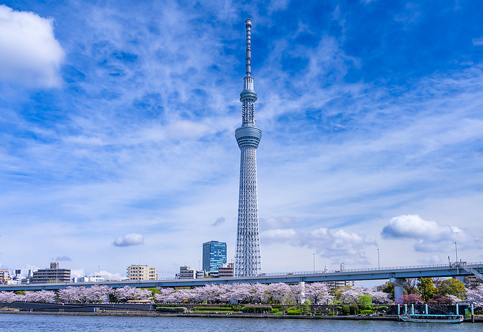 Cherry blossoms on the Sumida River and Tokyo Sky Tree Tokyo