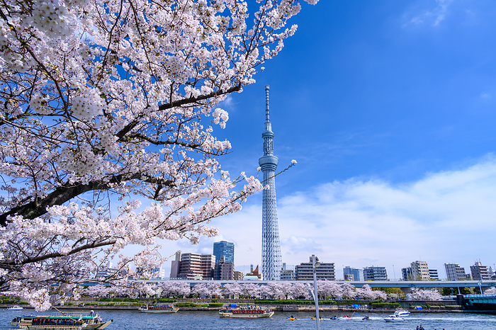 Cherry blossoms in Sumida Park and Tokyo Sky Tree Tokyo
