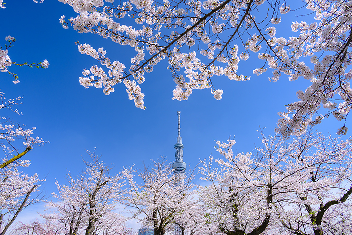 Cherry blossoms in Sumida Park and Tokyo Sky Tree Tokyo