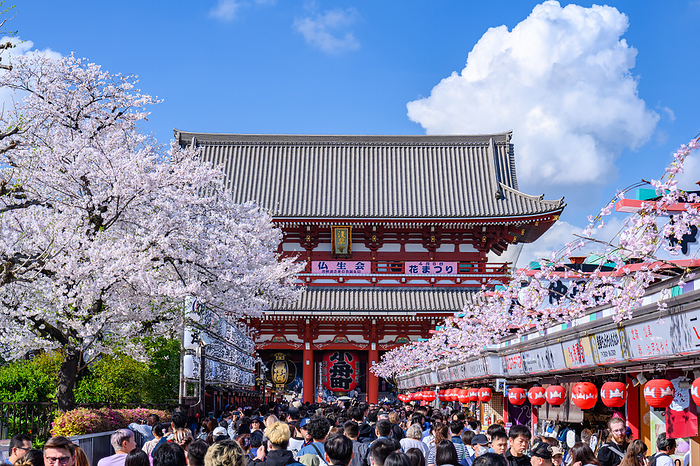 Cherry blossoms at Sensoji Temple, Tokyo