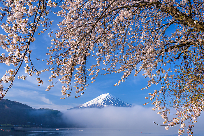 Cherry blossoms in Kawaguchiko and Mt. Fuji Yamanashi Pref.